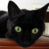 2007-08-26 Chat poussiereux_l.jpg